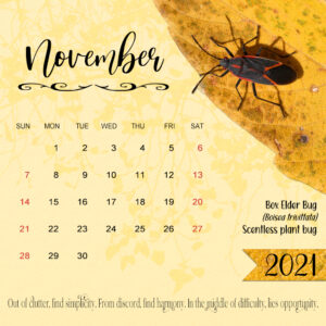 desk-calendar-novemeber-21-box-elder-bug-for-dale
