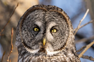great-gret-owl-cropped-and-edited-18-feb