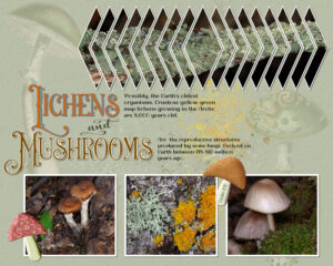 lichen-and-mushrooms-1a
