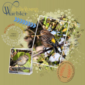 yellow-warbler-pair