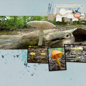 2021-11-18-mushrooms-ps_marisa-lerin_107859_vietnam-quick-page-02_cu600