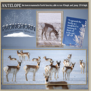 antelope-sketch-challenge