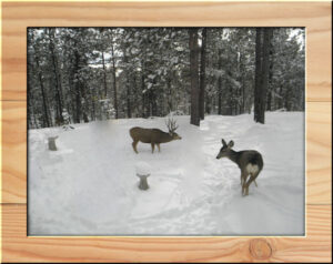 buck-and-doe-front-yard-framed-600