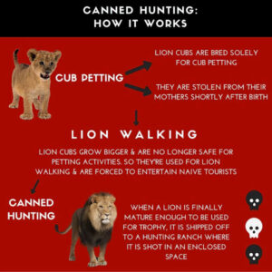 cub-petting-lion-walking-canned-hunting_600