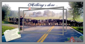 cow-crossing-in-warwick_scaled-2