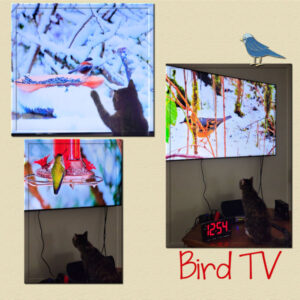2021-12-27-bird-tv-right-600