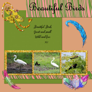 beautiful-birds