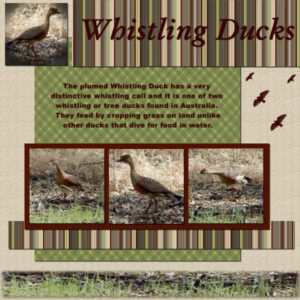 whistling-ducks-600