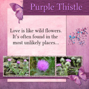 purple-thistle-600