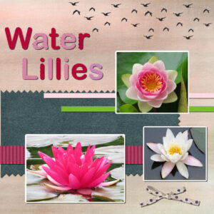 water-lillies-600