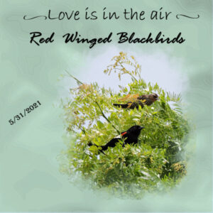day-4-red-wing-blackbirds