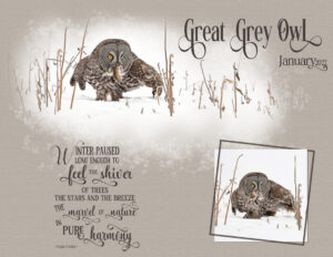 day-5-great-grey-owl