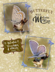 day-6-lino-pattern-butterfly