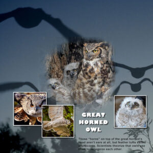 great-horned-owl-masks_600