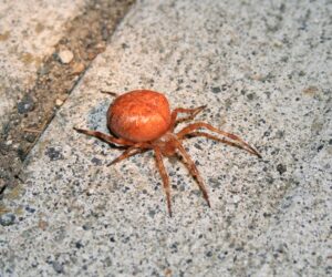 img_3795-halloween-spider