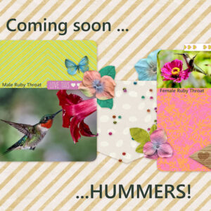 qp5-hummers_600