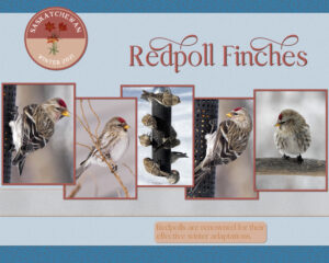redpoll-finches