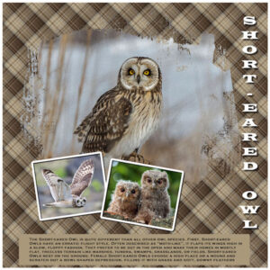 short-eared-owl_600