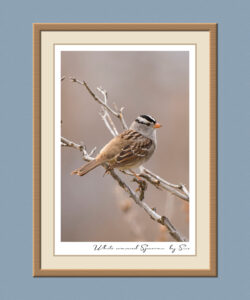 white-crowned-sparrow-by-sue-using-add-borders