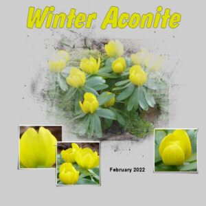 winter-aconite-600
