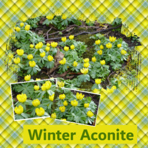 winter-aconite-600-2