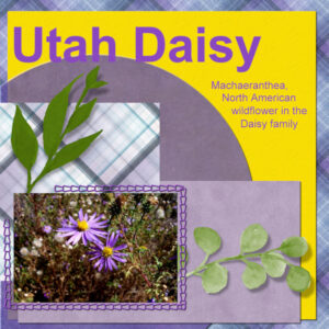 2006-10-utah-daisy-cass-template3-600
