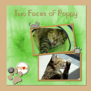 2012-4-6-two-faces-of-poppy-cass-template6-600