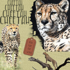 cheetah-templates-4-diamond_600-2