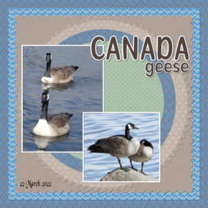 day-2-canada-geese-2