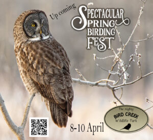 greay-grey-owl-advert-for-magazine-festival-1