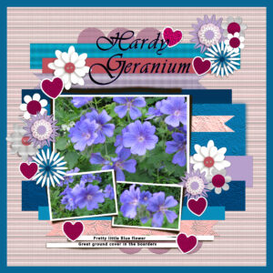 hardy-geranium