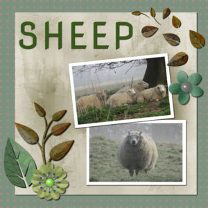 sheep-template-6-600x600