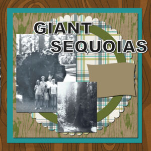 sequoias-600