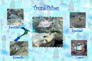 trunkfishes600