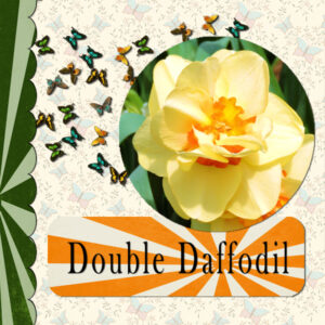 double-daffodil