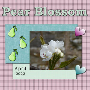 2-pear-blossom-600