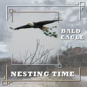 bald-eagle-nesting-time600-2