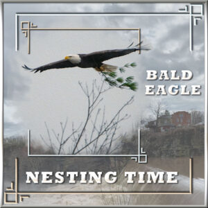 bald-eagle-nesting-time600