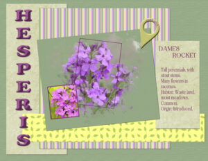 hesperis-flowers-2019-2
