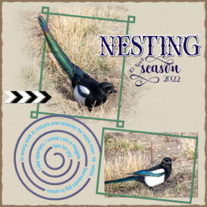 magpie-nesting-season