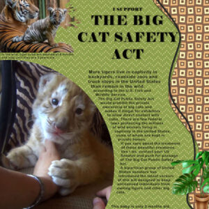 page-8-big-cat-safety-act_600