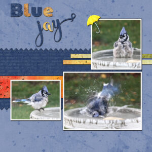 project-4-day-9-blue-jay-bath-600
