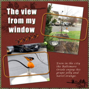 the-view-from-my-window_600-2