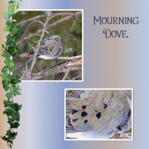 gradient-mourning-dove-feathers