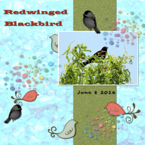 redwing-blackbird-day-3