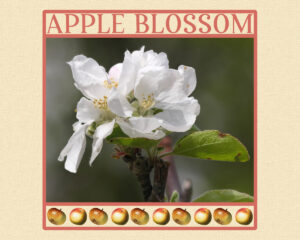 apple-blossom-word-frame