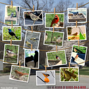 birds-hangingphotos_scaled