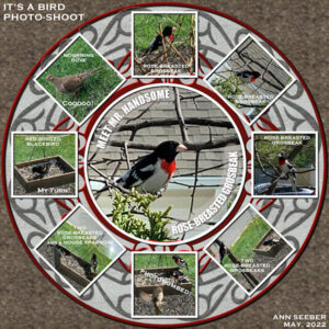 birds-photo-circle_600