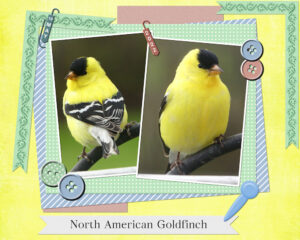 bingo-gold-finches