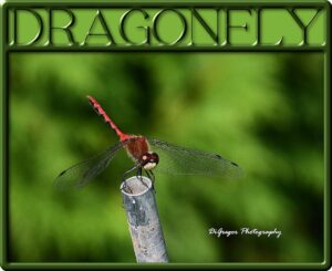 dragon-fly-frame